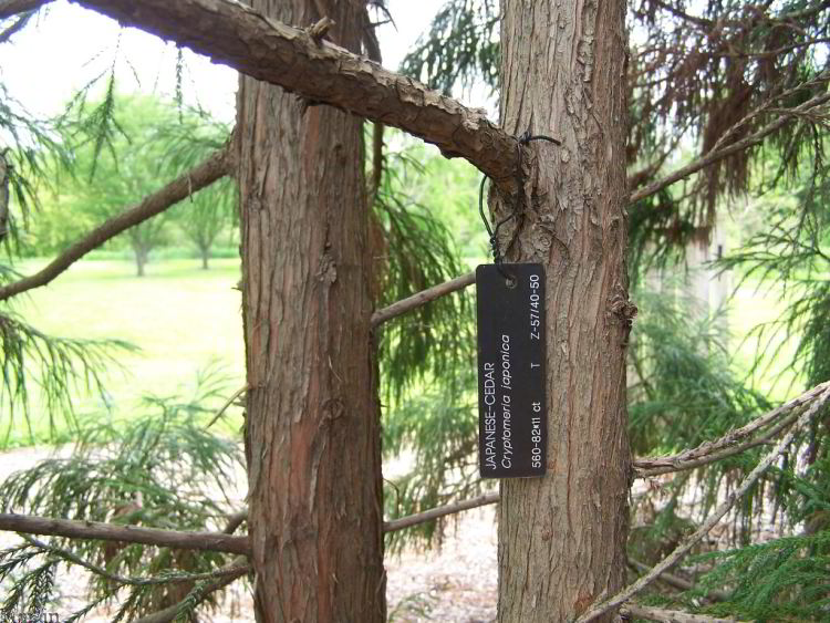 color photo sugi bark and foliage