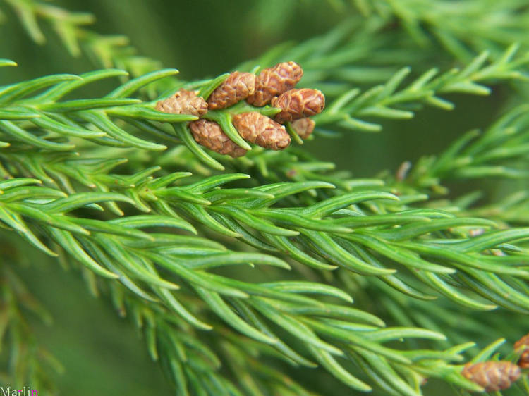 color photo Japanese cedar leave and pollen cones close up