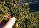 Hillspire Juniper