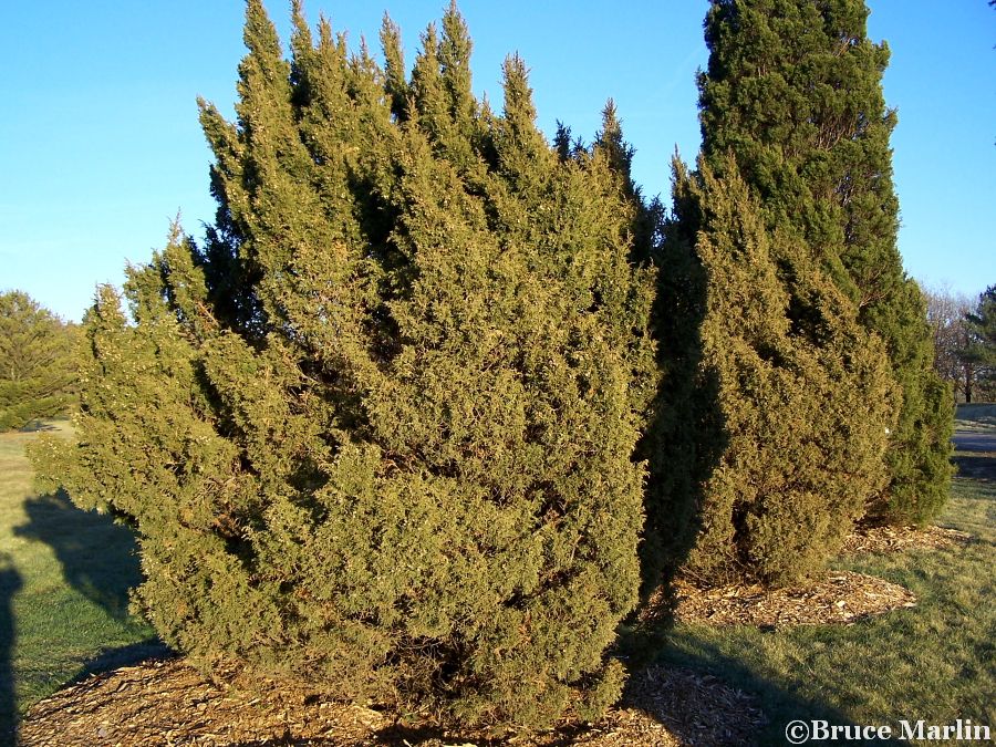 Ames Juniper