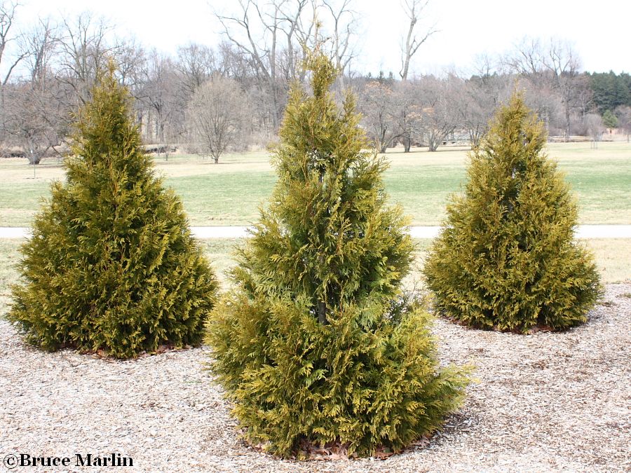 thuja elegantissima