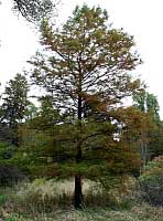 Baldcypress - Taxodium distichum