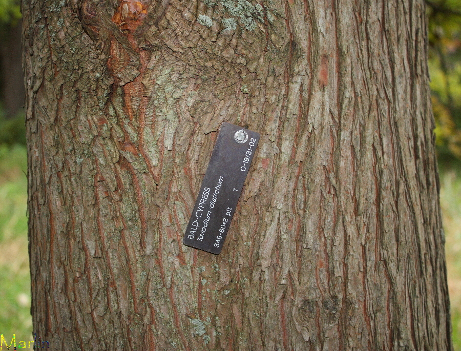 Baldcypress Bark