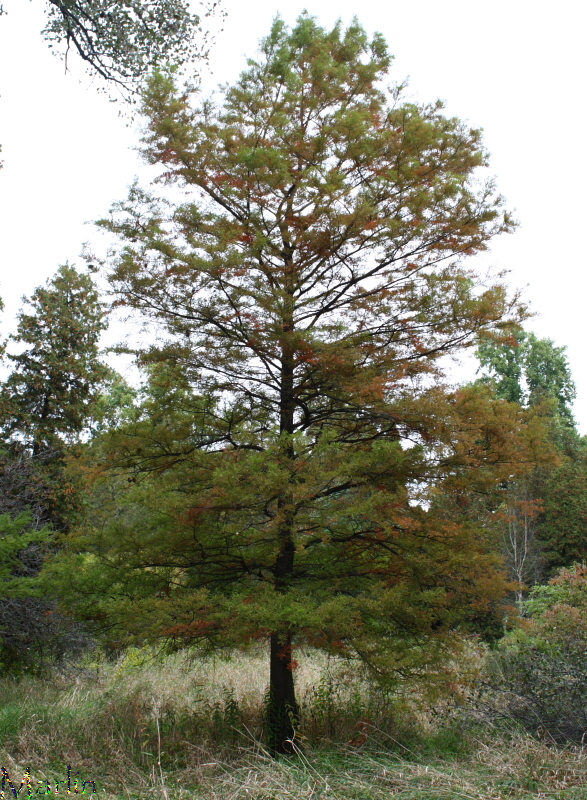 Baldcypress Tree
