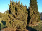 Ames Juniper