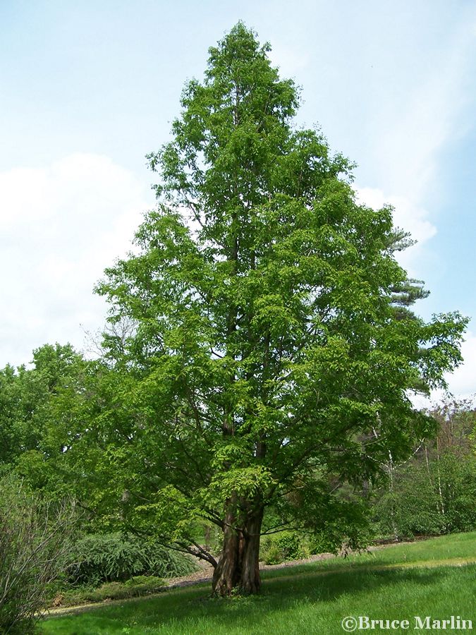 Dawn Redwood