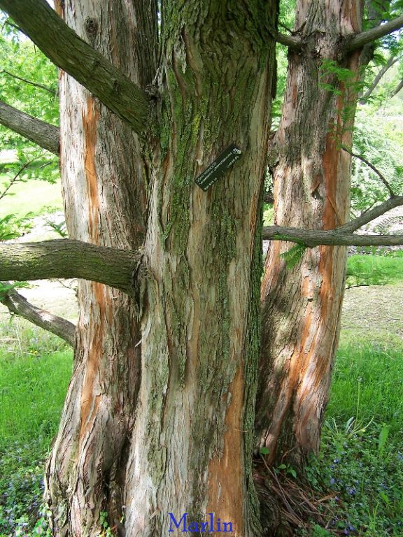 Dawn-Redwood - Metasequoia glyptostroboides