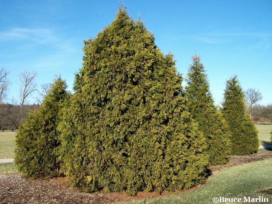 Elegant Giant Arborvitae