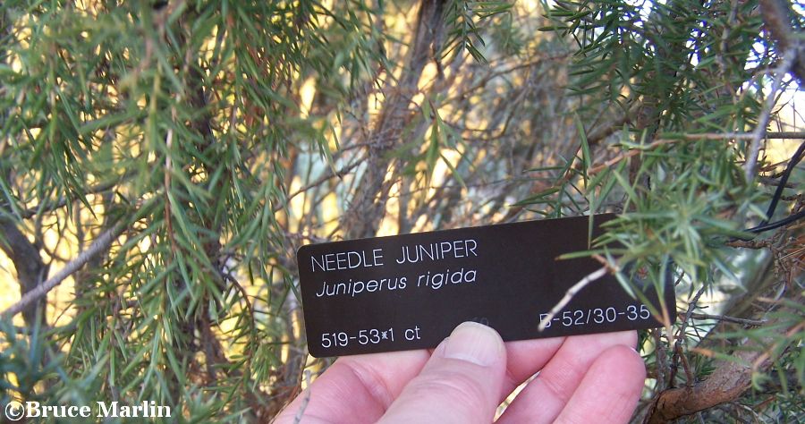 Needle Juniper foliage