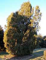 Needle Juniper