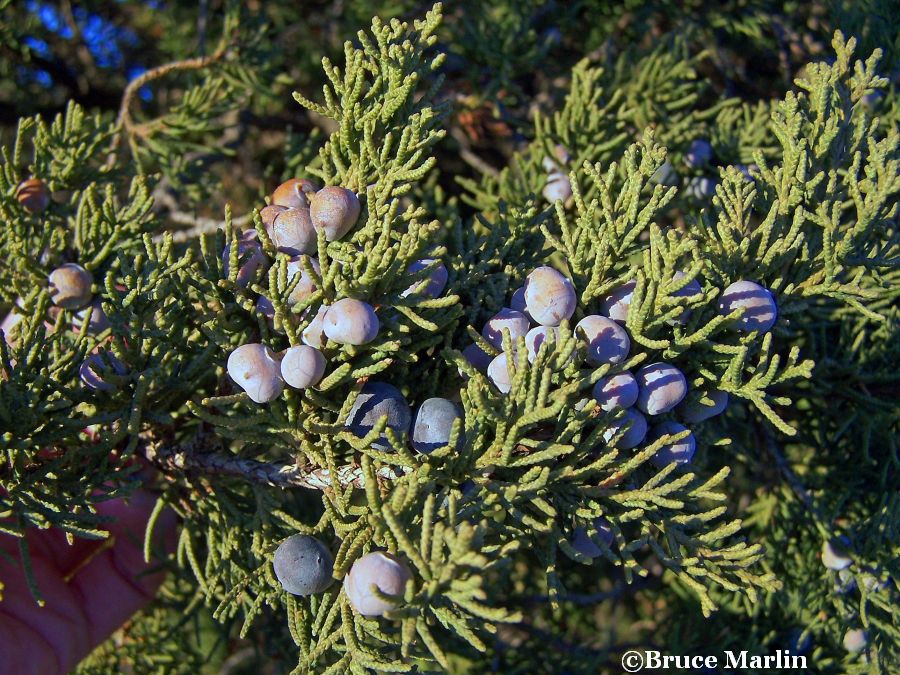 Obelisk Juniper berries