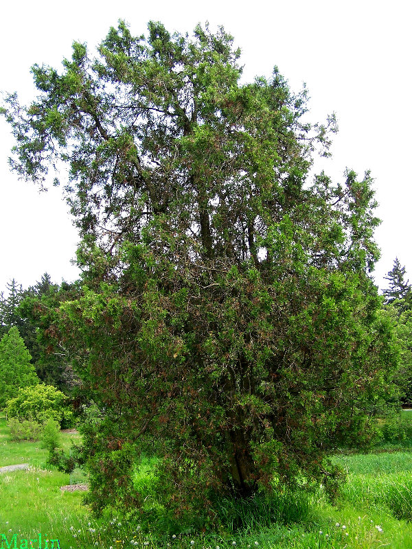 Oriental Arborvitae