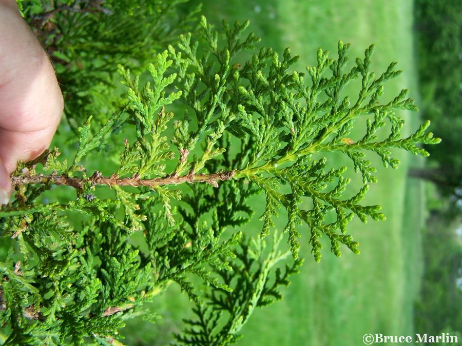 Oriental Arborvitae foliage