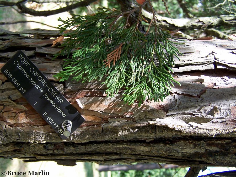 Port Orford Cedar bark & foliage