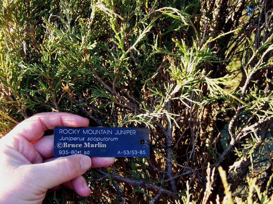 Rocky Mountain Juniper foliage