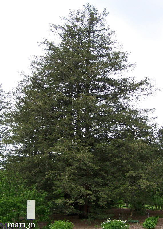 Sawara Cypress