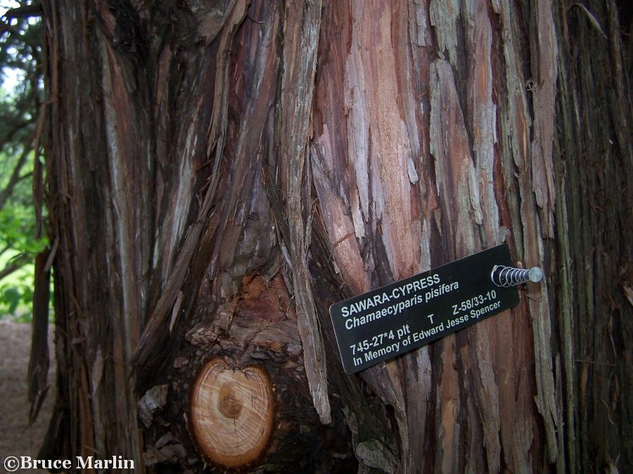 Sawara Cypress bark