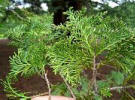 Sawara Cypress - Chamaecyparis pisifera