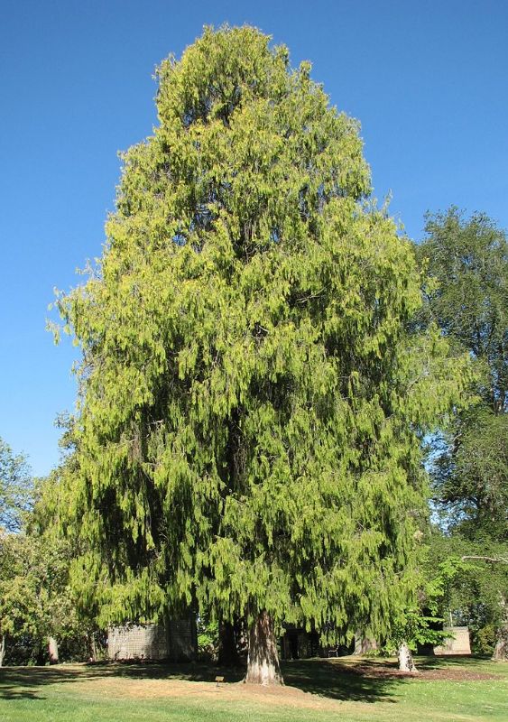 Funeral Cypress