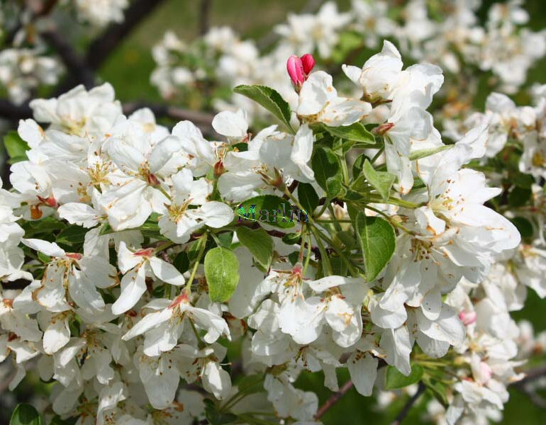 David Crabapple Flowers