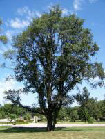 English Elm