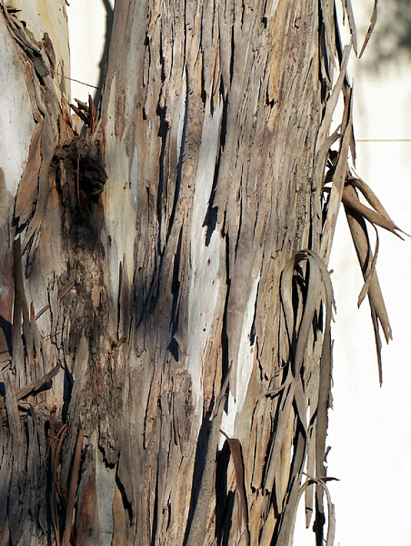 Stringy Eucalyptus Bark