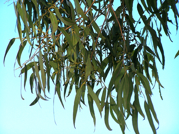 Eucalyptus leaves