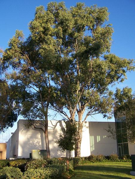 mature Eucalyptus tree