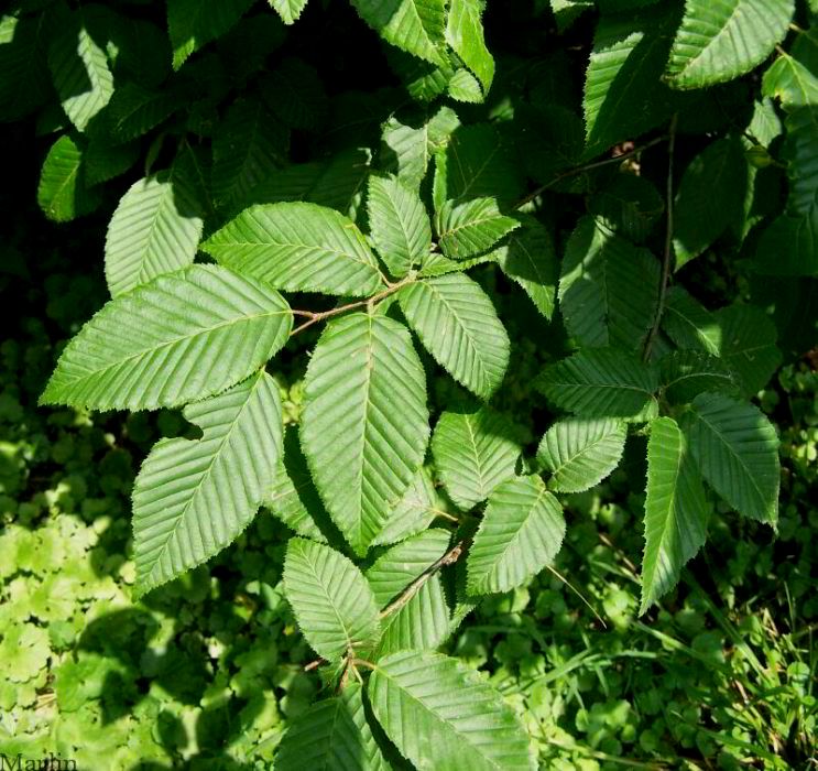 European Hornbeam Foliage