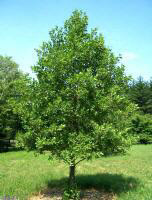 European Black Alder