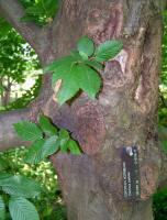 European Hornbeam