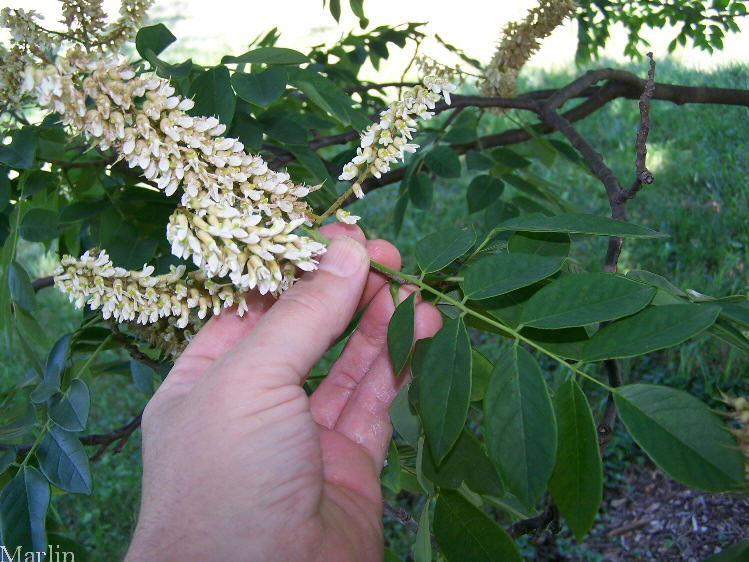 Amur Maackia Flowers and Foliage