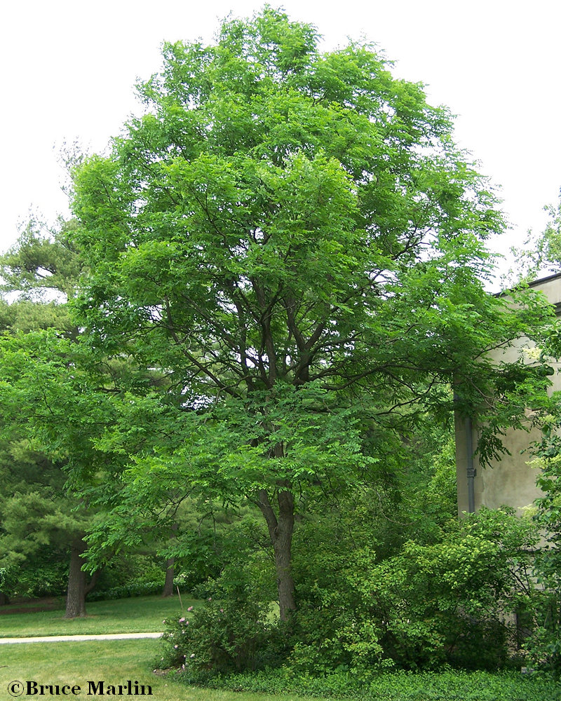 color photo Kentucky coffeetree in green summer foliage