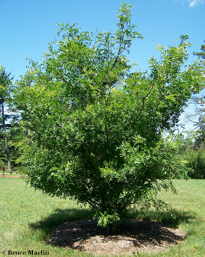 Caspian Locust Tree - Gleditsia caspica