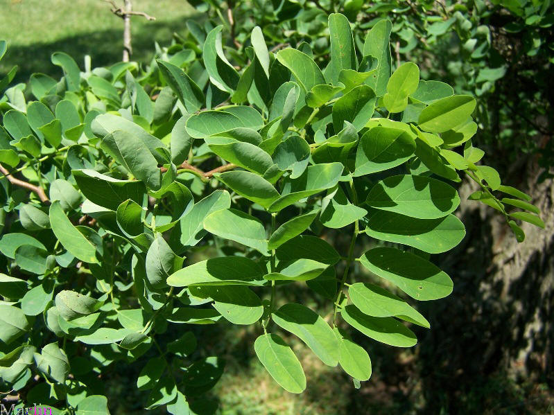 Black Locust Foliage