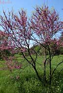 Texas Redbud - Cercis canadensis 'Texensis'