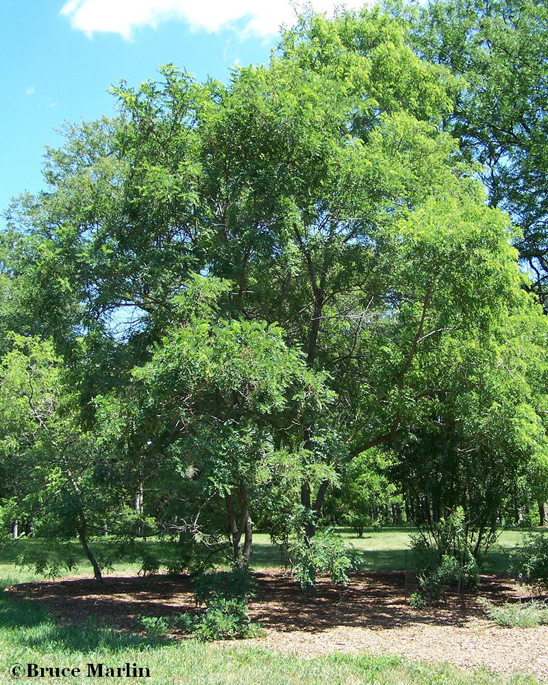 color photograph of Hartwig Locust Tree