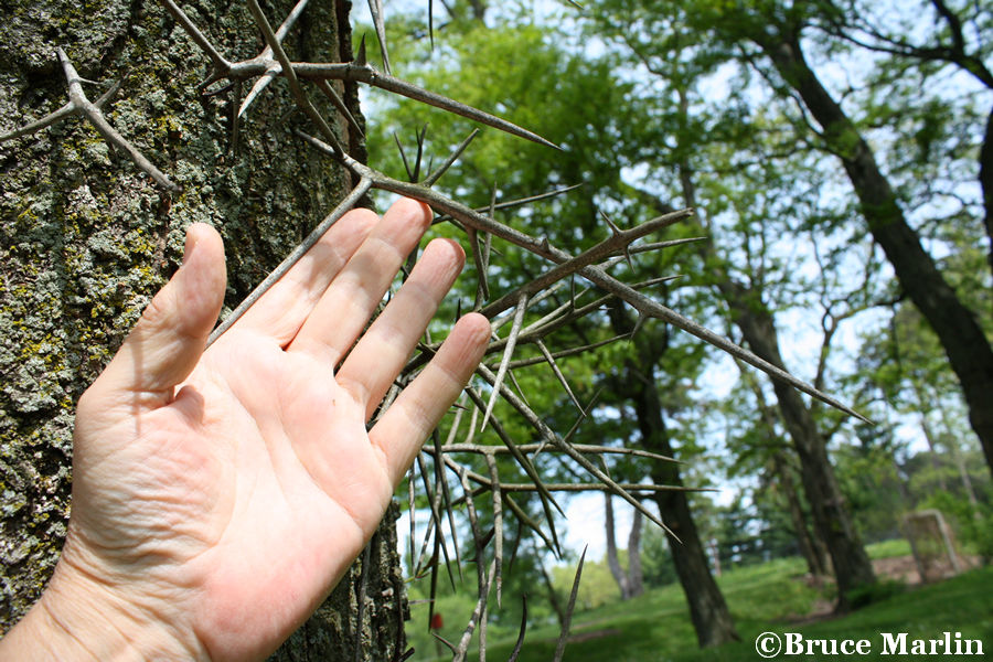 Japanese Locust Thorns