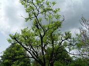 Scholar Tree - Sophora japonica