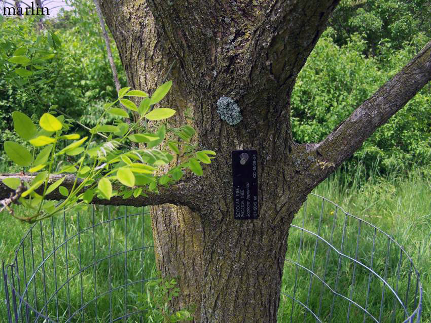 Scholar Tree Bark