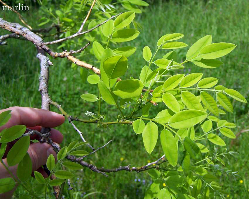 Scholar Tree Foliage