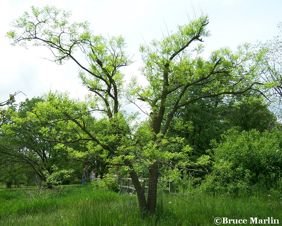 Scholar Tree - Sophora japonica