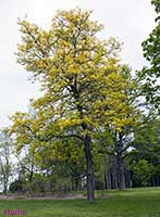 Sunburst Honey Locust