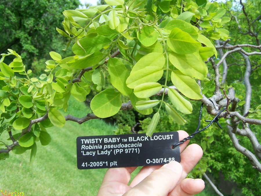 Twisty Baby Black Locust 