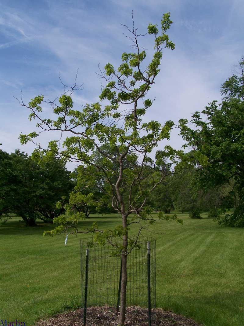 Twisty Baby Black Locust 