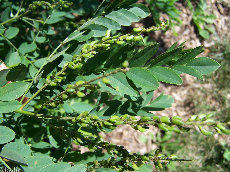 These are the leaves of the Umbrella Black Locust 