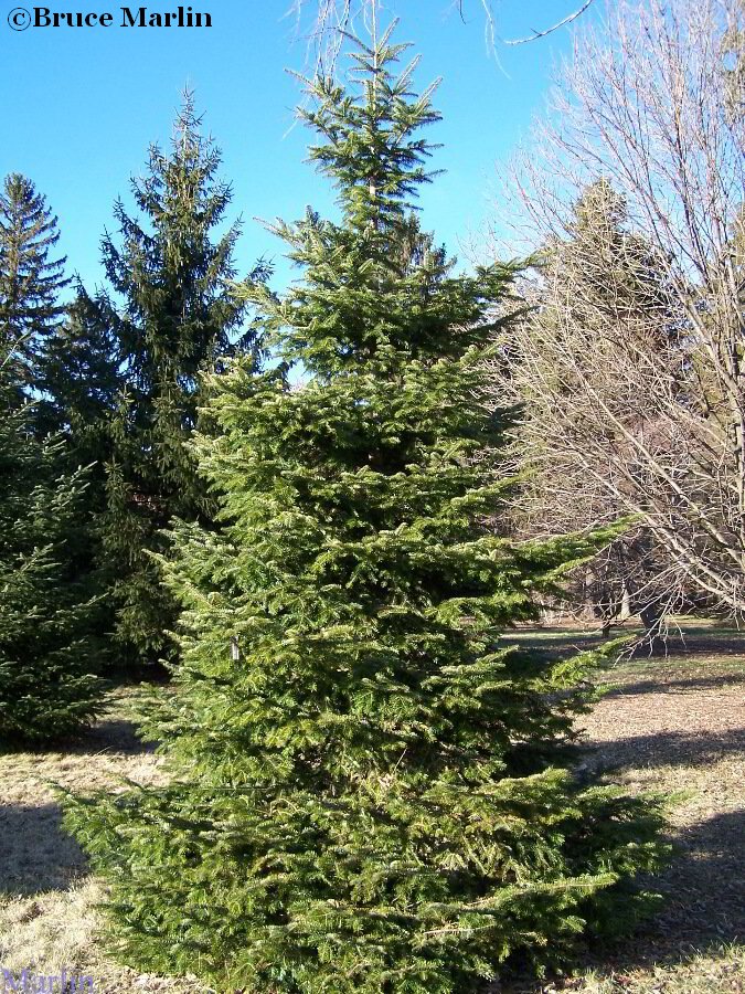 European Silver Fir Tree