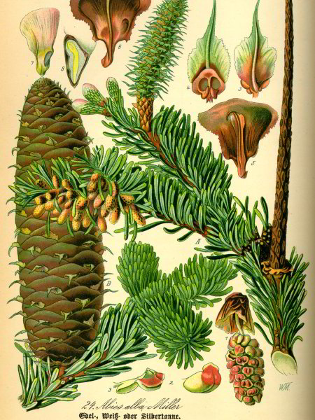 Silver Fir anatomy illustration