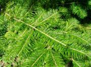 Manchurian Fir - Abies nephrolepis