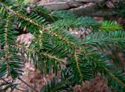 Nordmann Fir - Abies nordmanniana
